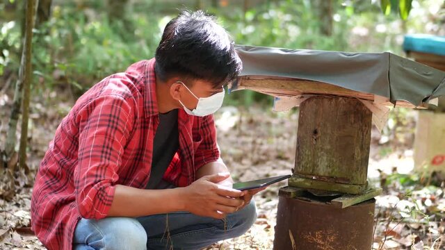 an Indonesian young man inspecting black stingless bee on an apiary. Apiculture. 