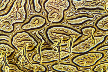 Yellow Lacey Rhinopias Scorpionfish in Papua New Guinea on the coral reef