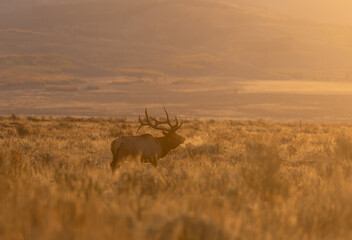 Bull Elk in the Fall Rut in Wyoming at Sunrise