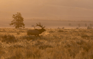 Bull Elk in the Fall Rut in Wyoming at Sunrise