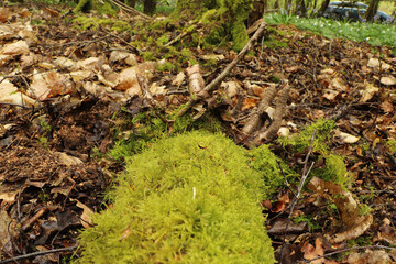 Naklejka na ściany i meble Ground level view of the flora on the forest floor