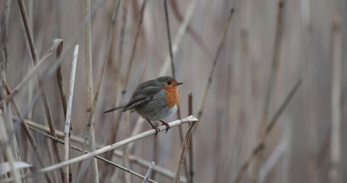 Rougegorge familier (Erithacus rubecula) pos&eacute; sur un roseau