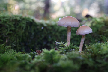 Obraz premium mushroom couple in forest