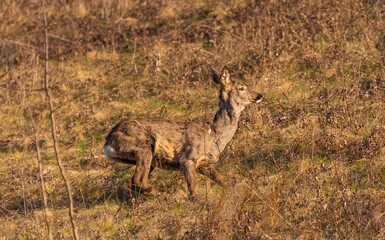 Roe