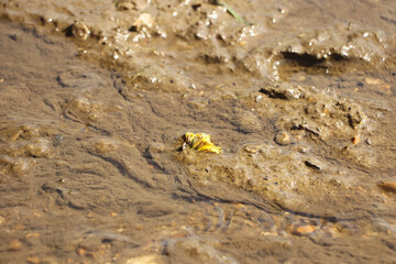 Ground level close up of mud and water sloshing down a stream
