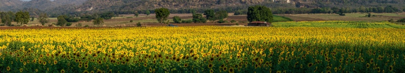Panoramic landscape of sunflowers blooming in khao jeen lae  sunflower feild, farming on mountain range background, Plantation of crop organic farm and countryside traveling. in LOPBURI, Thailand