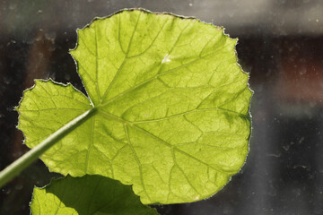 Indoor foliage reflecting radiant colours