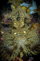 Yellow Lacey Rhinopias Scorpionfish in Papua New Guinea on the coral reef