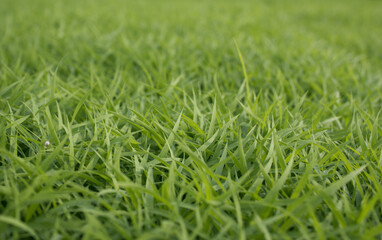 spring season abstract natural background of green rice farm close up with water drop . grass with water drops .