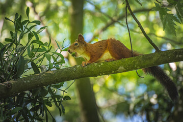 Obraz premium Squirell