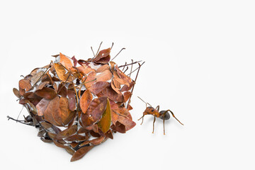 Thailand, Animal, Animal Nest, Animal Wildlife, Ant Nest