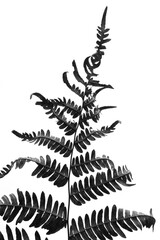 Single fern 