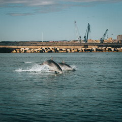 Melilla, Delfin, España © juanmanuel
