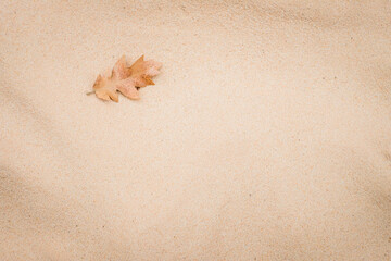 Fototapeta na wymiar Ahornblatt im Sand