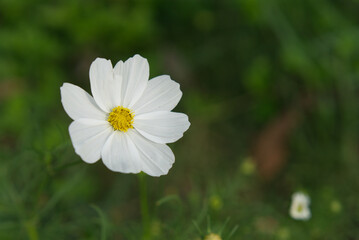Backgrounds One White Starburst flower