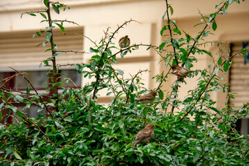 Naklejka na ściany i meble House sparrows perched on a branch in Schoneberg Berlin germany