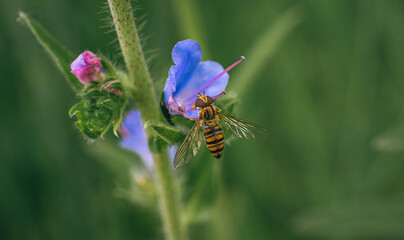 Fly