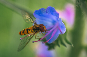 Fly