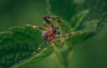 Spider