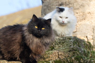 Naklejka na ściany i meble Black and white cats during the mating season. Stray and homeless cats on the street.