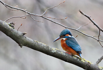 Kingfisher