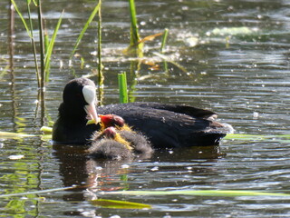 coot with youngsters
