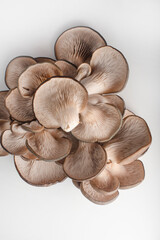 Oyster mushrooms on a white background. Mushroom texture. Copy space