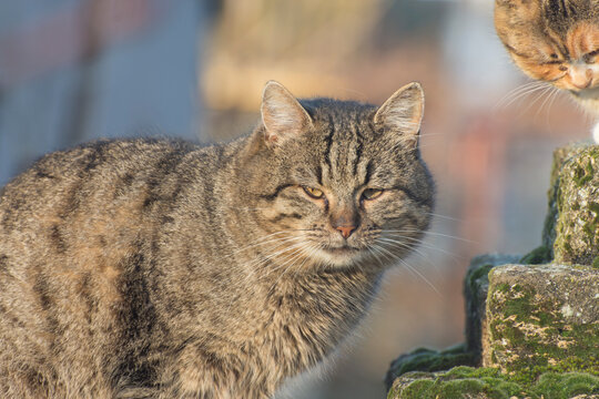 Portrait of a homeless cat. Stray animals on the street.