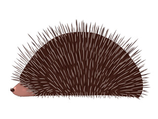 A cute hedgehog hid in the thorns. Isolated illustration.