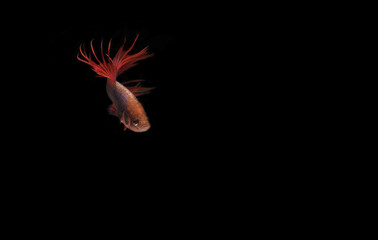 Male Red Betta, Cupang, Siamese Fighting fish, Serit or Crowntail, at Black background