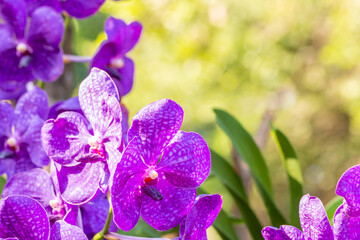 Purple orchid, Vanda.