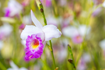 Purple orchid: Arundina graminifolia.