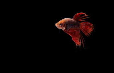 Male Red Betta, Cupang, Siamese Fighting fish, Serit or Crowntail, at Black background