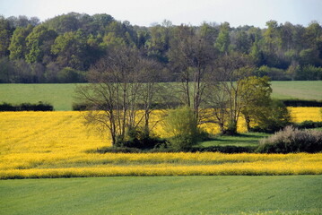 Aux alentours de F&eacute;camp, champs de colza et herbes vertes, d&eacute;partement de seine-maritime, France