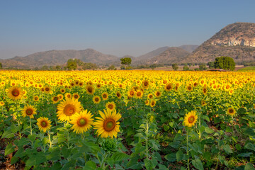Fototapeta premium sunflowers blooming in khao jeen lae sunflower feild, farming on mountain range background, Plantation of crop organic farm and countryside traveling. in LOPBURI, Thailand