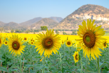 sunflowers blooming in khao jeen lae  sunflower feild, farming on mountain range background, Plantation of crop organic farm and countryside traveling. in LOPBURI, Thailand