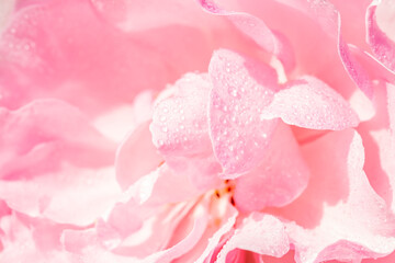Abstract background of pink rose petals.