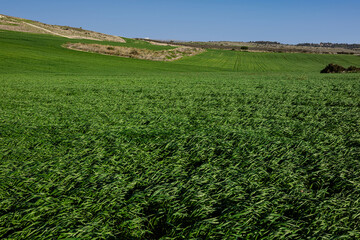 December. Wheat field on a sunny day