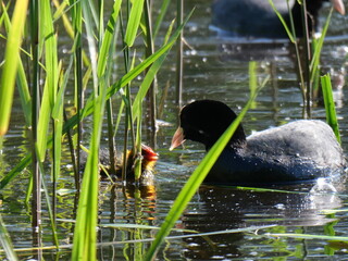 coot with youngsters
