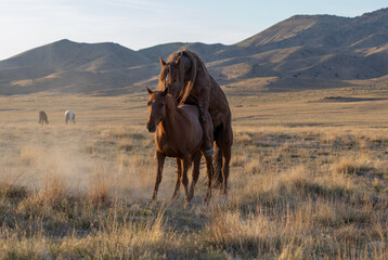 Wild Horses in the Utah Desert