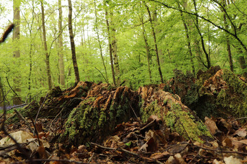 Ground level view of the flora on the forest floor