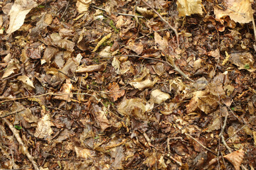 Ground level view of the flora on the forest floor