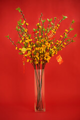 Blooming apricot branches in vase decorated for Tet celebration on red background
