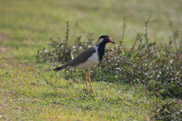 Red wattled lapwing on an openfield