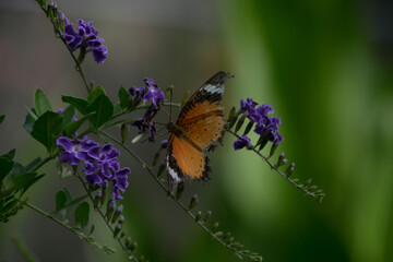 Colorful butterflies close ups, macros and bokeh