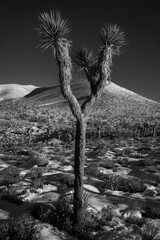 Joshua Tree im Schnee