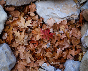Herbstlaub im Winter