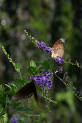 Colorful butterflies close ups, macros and bokeh