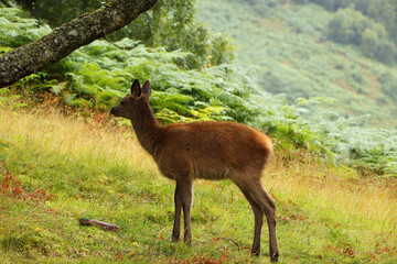 Deer around Eagle Brae in Scotland