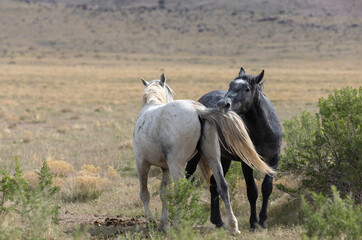 Obraz na płótnie Canvas Wild Horses in the Utah Desert
